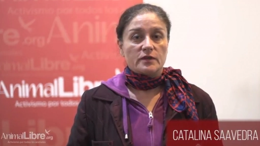 Catalina Saavedra presenta video que muestra el maltrato del rodeo