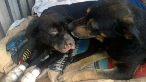 Hombre quema a dos perros abandonados en Maipú