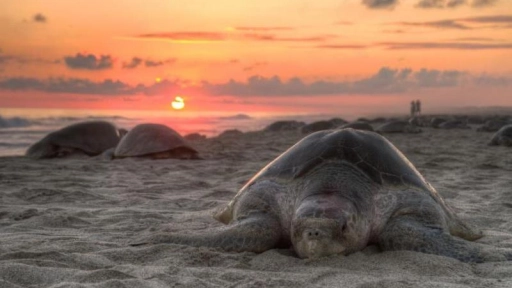 Encuentran más de cien tortugas muertas en una playa de México