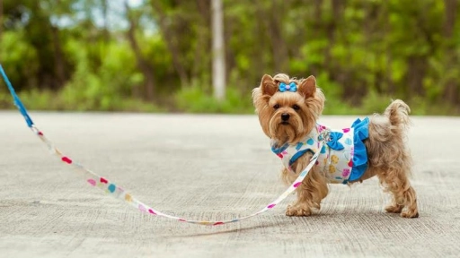 Doggy Dolly: La última tendencia en moda canina