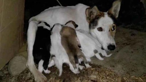 Abandonan perrita con nueve cachorros cerca del aeropuerto de Valdivia