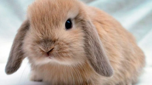 Atención #BunnyLovers: Jornada de adopción de conejos