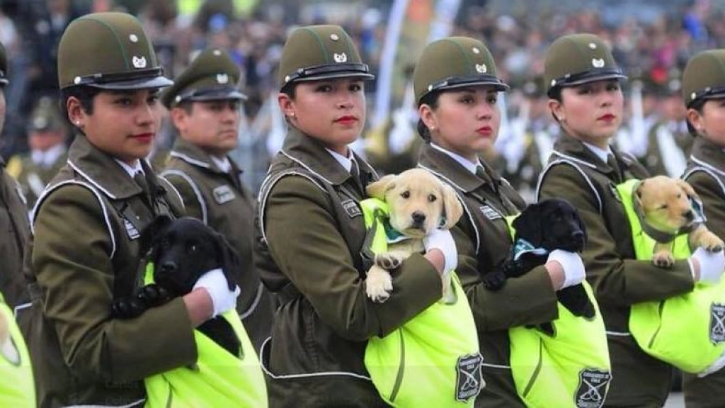 perritos carabineros parada Militar