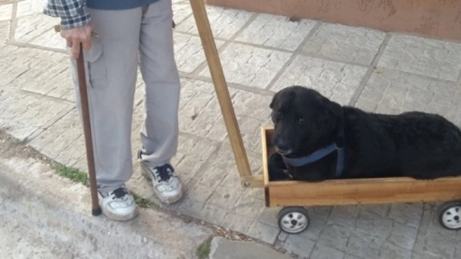 Abuelito construyó un carro para su perro