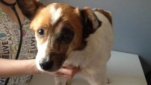 Punta Arenas: Ya hay fecha para la audiencia por el caso del perro Zorrito