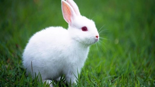 Avon asume compromiso contra la experimentación con animales