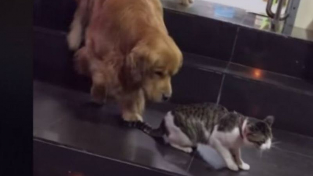 Perro interviene en pelea de gatos - Mestizos Magazine