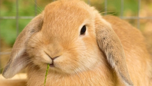 Illinois prohíbe venta de cosméticos testeados en animales