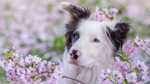 Alergias de primavera: Protege a tus animales