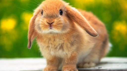 Ingresan nuevo proyecto de ley para prohibir testeo animal en cosmética