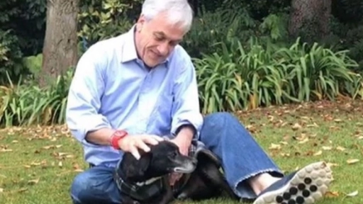 Presidente Piñera lamenta la partida de su perrito adoptado