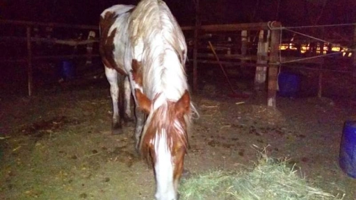 Rescatan a caballos maltratados en Huechuraba