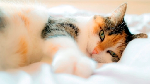 Crean vacuna para personas alérgicas a los gatos
