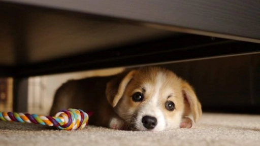 Revelan por qué los perros se esconden bajo la cama