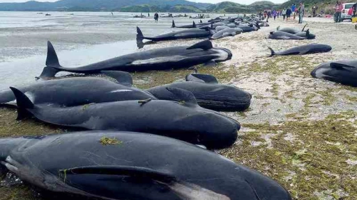 Nueva Zelanda: 145 ballenas murieron varadas