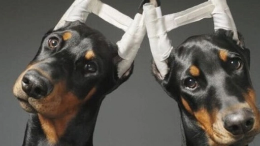 Argentina: Aprueban proyecto que prohíbe mutilar animales por estética