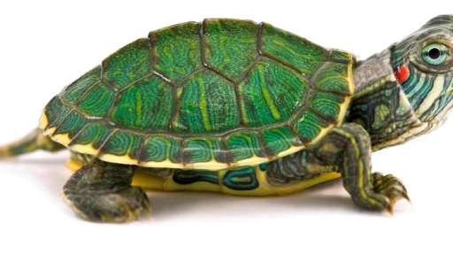 7 cosas que debes saber de las tortugas de orejas rojas