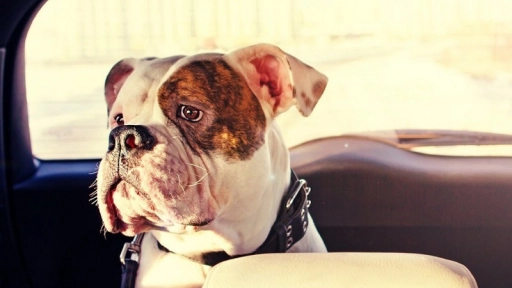EE.UU. Quiere proteger a quienes rescaten perros encerrados en autos