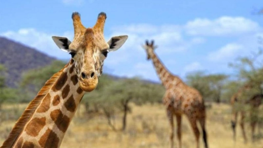 Anuncian que las jirafas se encuentran en peligro de extinción