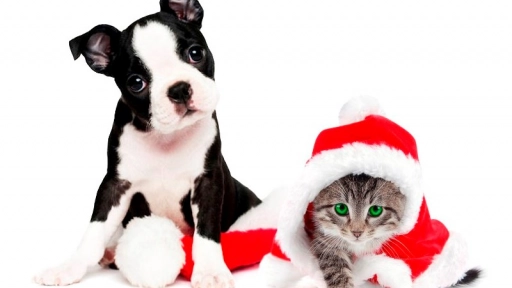 Navidog: Una Navidad con sentido para los animales