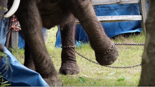 Nueva Jersey prohíbe la explotación de animales en circos