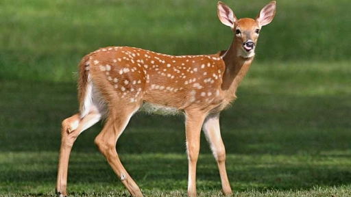 Condenan a un cazador de ciervos a un año de cárcel y a ver Bambi