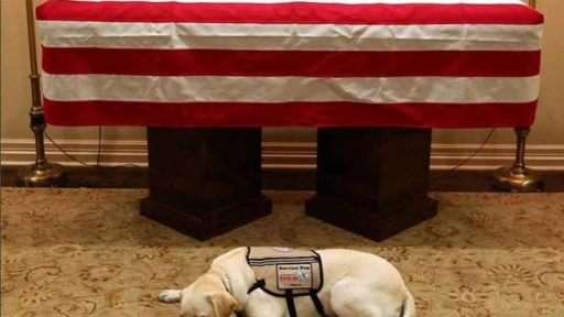 El perro de servicio del fallecido George H.W. Bush, tiene un nuevo trabajo