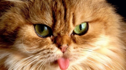 Revelan secretos sobre la lengua de los gatos