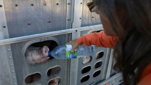 Activistas entregan cariño a los animales del matadero