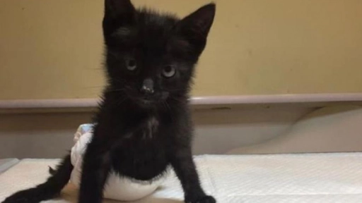 Falleció Ki, la gatita que buscaba un hogar