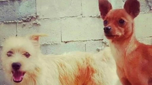 Perritos venezolanos necesitan reunirse con su familia en Chile