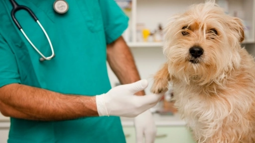 COVID-19: Veterinarios trabajan en vacuna para animales