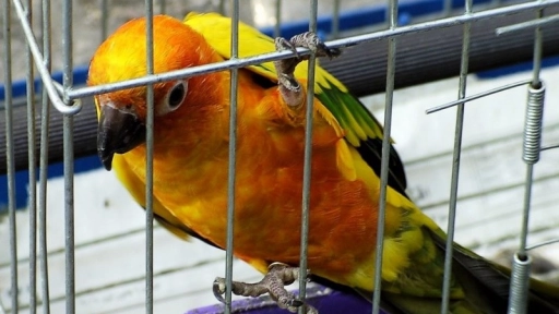 India prohíbe enjaular y vender aves