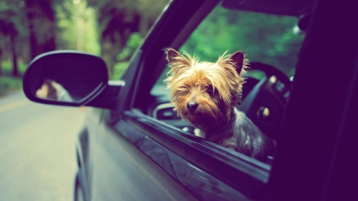 ¡Nos vamos de vacaciones! 10 lugares petfriendly para llevar a tu perro