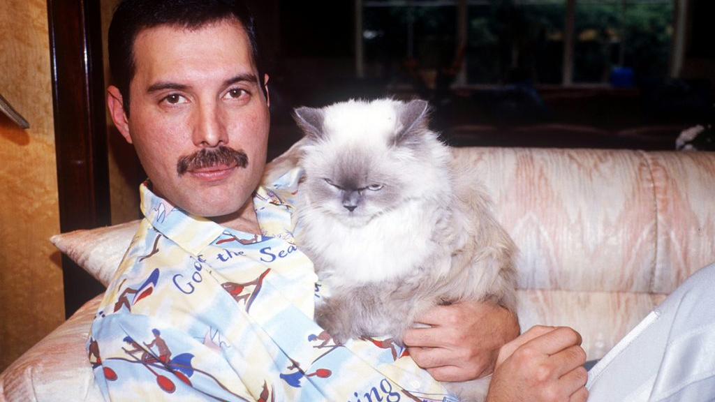 Freddie Mercury gatos / 
