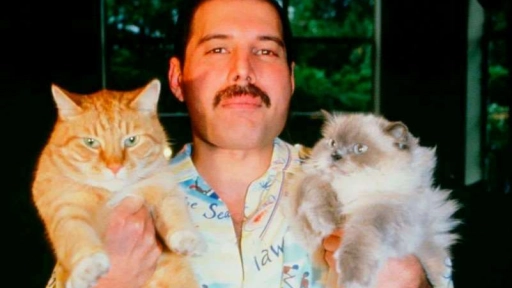 Freddie Mercury: Un verdadero #CatLover