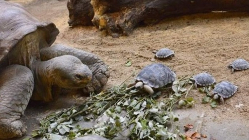 ¡Buenas noticias! Vuelven a nacer tortugas en Islas Galápagos