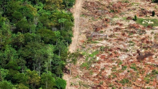 70% de los últimos brotes epidémicos han comenzado con la deforestación