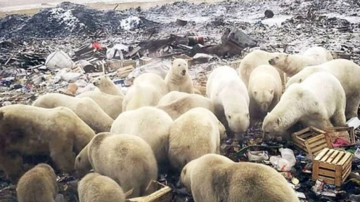 Archipiélago ruso en estado de emergencia por invasión de osos polares