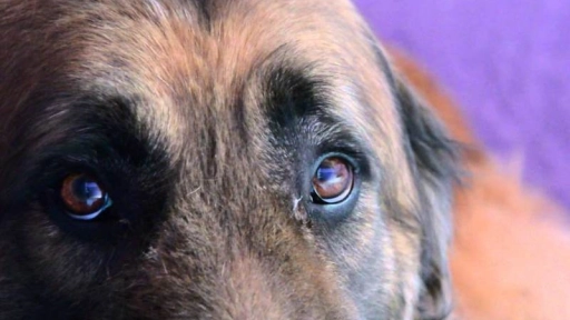 Maltrato animal: Hombre golpeó a una perrita hasta sacarle un ojo