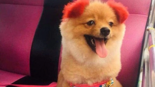 Perrito pierde una oreja tras ser teñida de color rojo