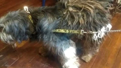 Groomer llevó a un perro abandonado a la peluquería