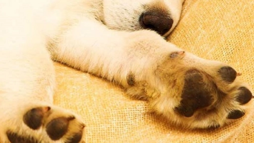 Recuerda ¡No uses desinfectantes en las patas de tu perros!