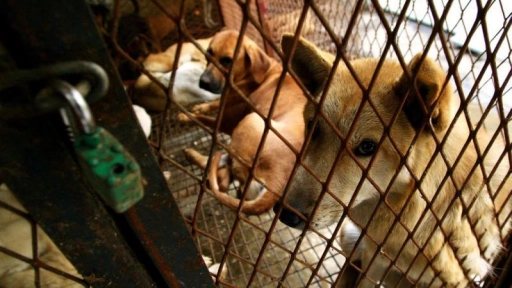 Cerrarán mataderos de perros en capital de Corea del Sur