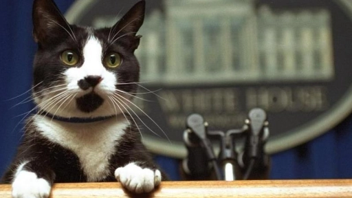 Día Internacional del gato: Socks el felino que impulsó la conmemoración