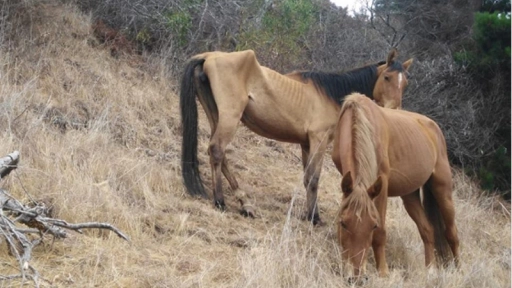 Maltrato animal: Encuentran caballos en pésimas condiciones en Papudo