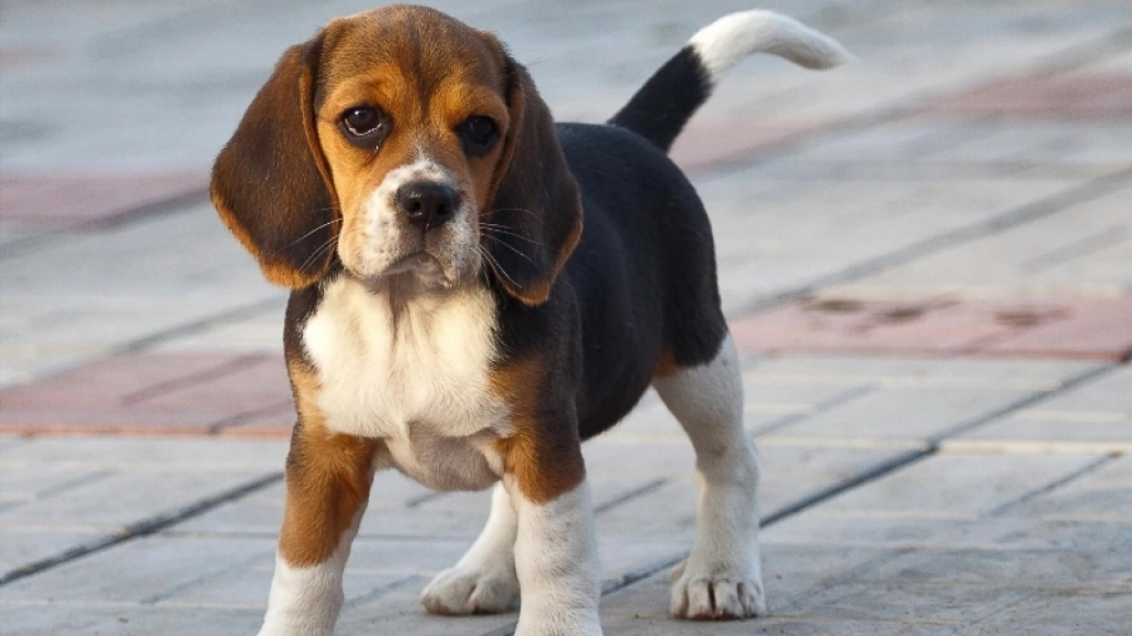 perros beagle