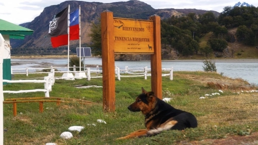 Bruno: El perro que acompaña a los Carabineros de la Tenencia Río Mayer