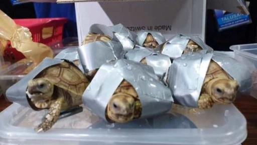 Rescatan 1.500 tortugas de una red de tráfico de animales