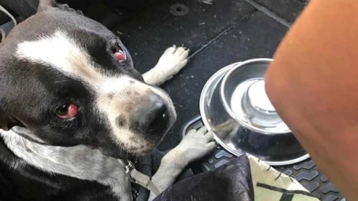 Maltrato animal: Rescatan pitbull abandonada